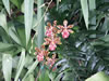 Madeira Orchidee