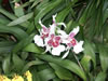 Madeira Orchidee